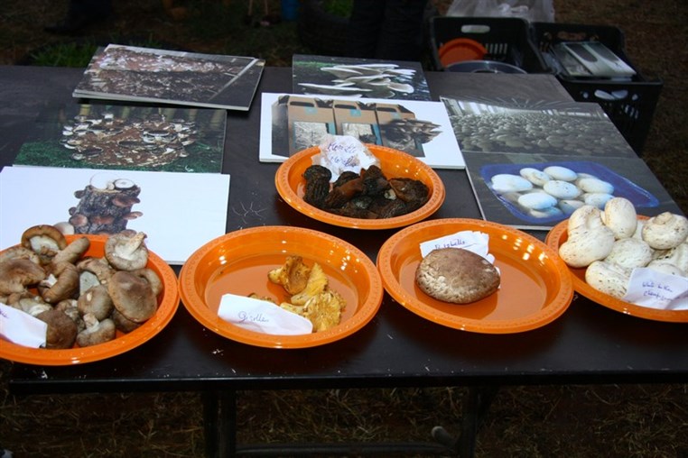 Garden Show & Spring Festival